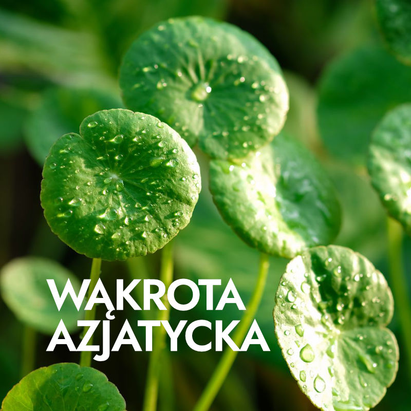 wąkrota azjatycka